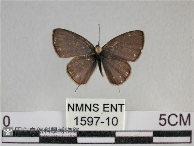 波灰蝶藏品圖，第1張