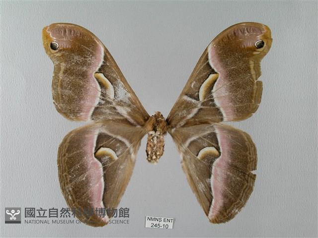 眉紋天蠶蛾藏品圖，第1張