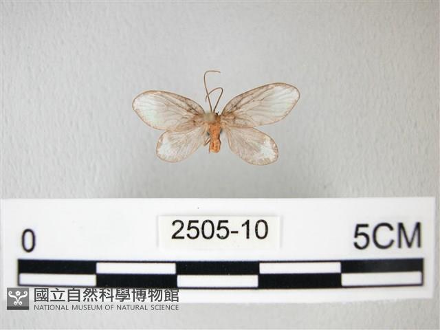 臺灣卵翅蛾藏品圖，第1張