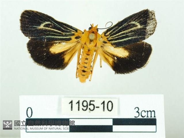 黃肩奇蛾藏品圖，第1張