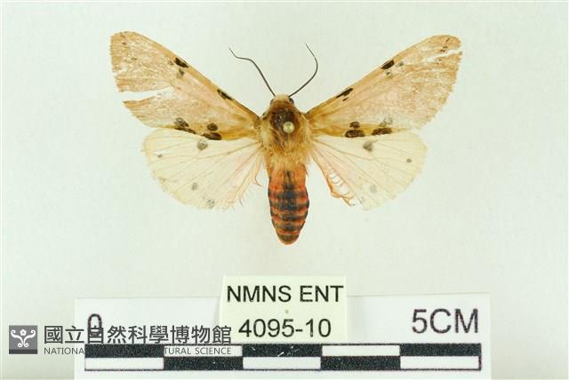 棍棒污燈蛾藏品圖，第1張