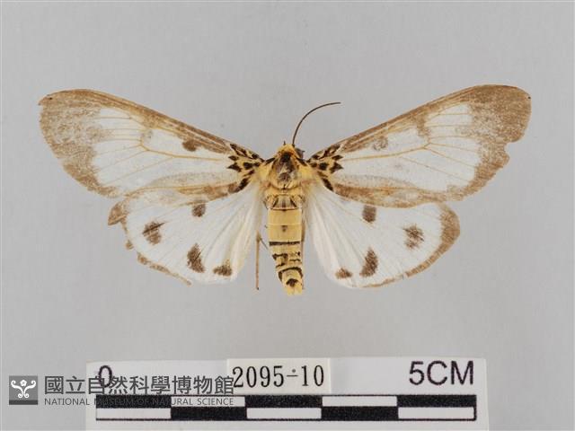 長斑擬燈蛾藏品圖，第1張