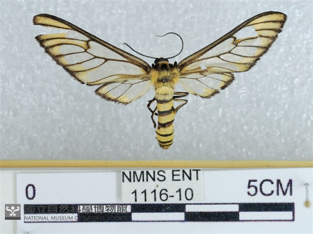 登錄號:001116-00010藏品圖，第1張