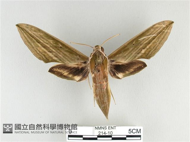 泛綠背線天蛾藏品圖，第1張