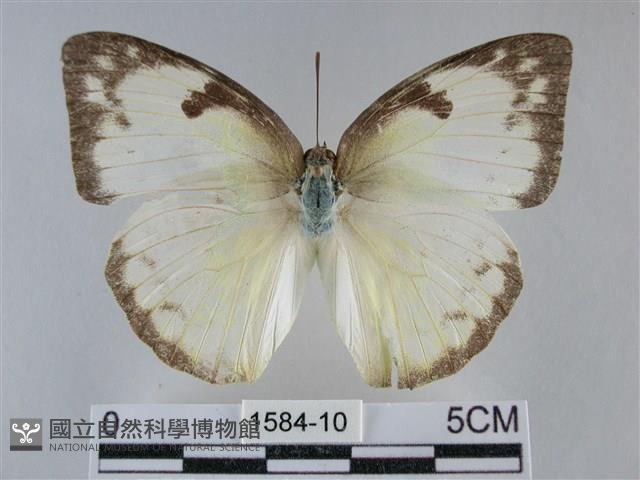 遷粉蝶、淡黃蝶藏品圖，第1張