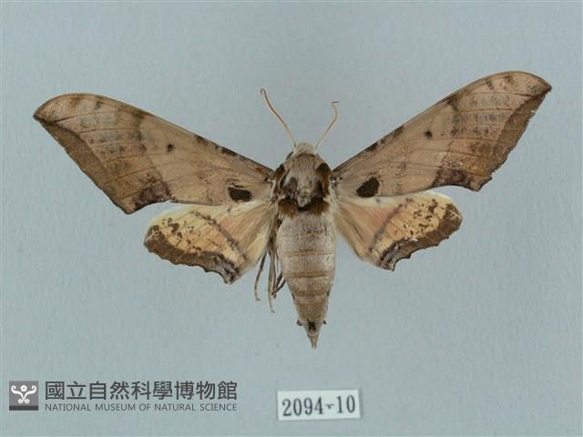 廣東鷹翅天蛾藏品圖，第1張