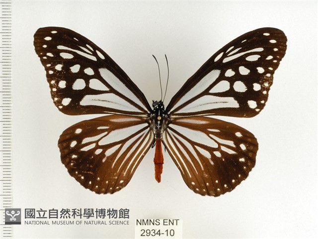 斯氏絹斑蝶藏品圖，第1張
