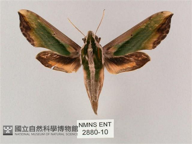 斜綠天蛾藏品圖，第1張