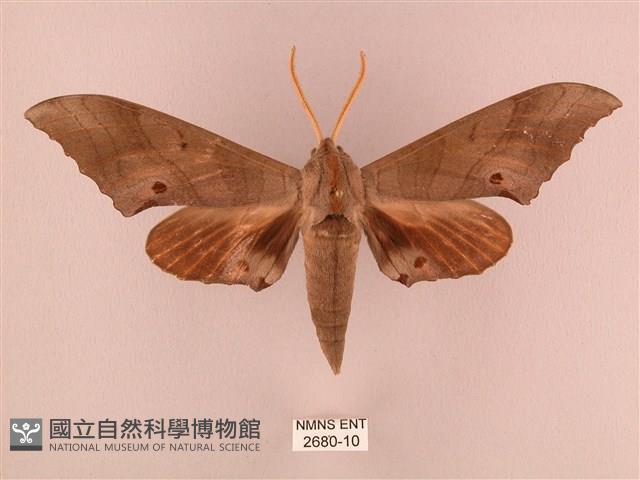 栗六點天蛾藏品圖，第1張