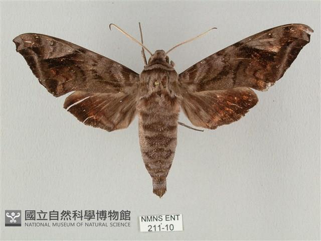 全緣缺角天蛾藏品圖，第1張