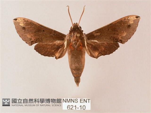 蒙古白肩天蛾藏品圖，第1張