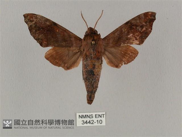 姬缺角天蛾藏品圖，第1張