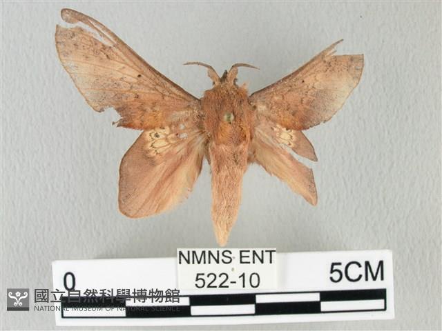 緣斑枯葉蛾藏品圖，第1張