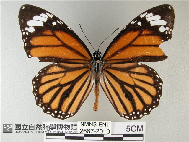 黑脈樺斑蝶藏品圖，第1張
