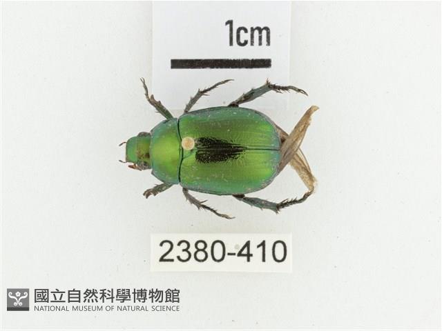 艷金龜藏品圖，第1張