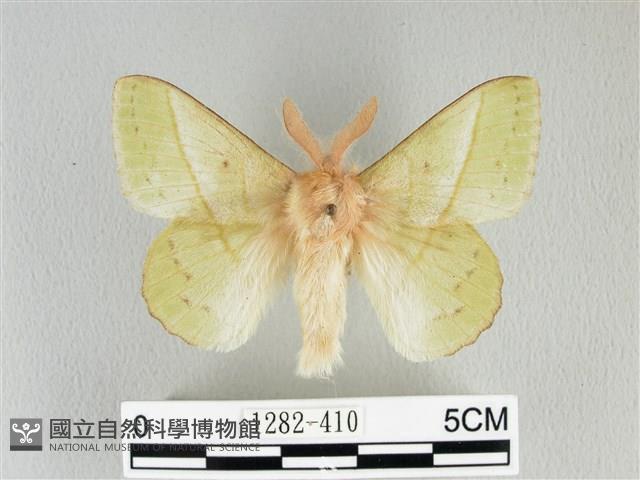 青枯葉蛾藏品圖，第1張