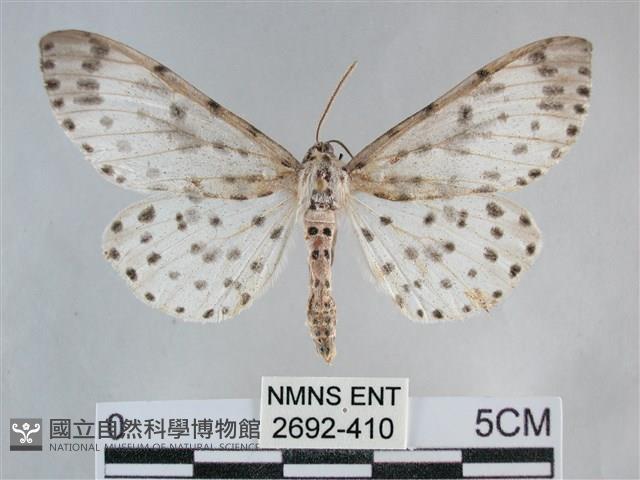 大胡麻斑星尺蛾藏品圖，第1張