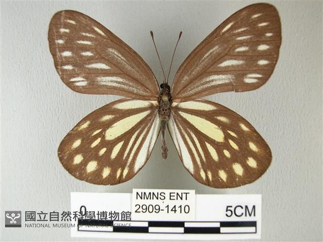 流星絹粉蝶藏品圖，第1張