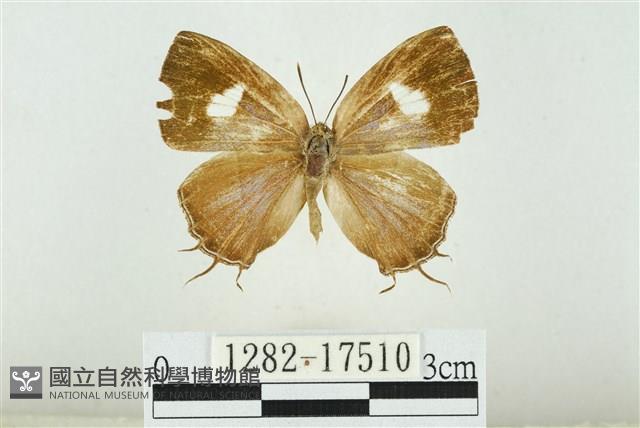 小鑽灰蝶藏品圖，第1張