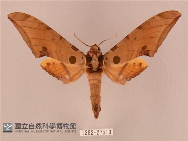 裂斑鷹翅天蛾藏品圖，第1張