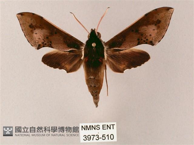 雙斑白肩天蛾藏品圖，第1張