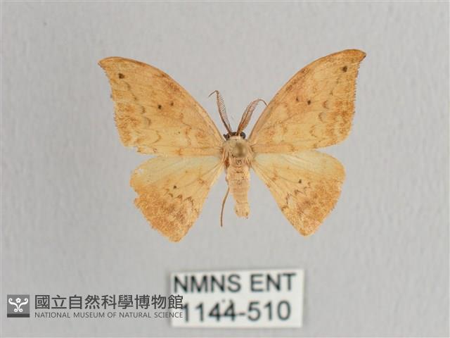 枯葉紋鉤蛾藏品圖，第1張