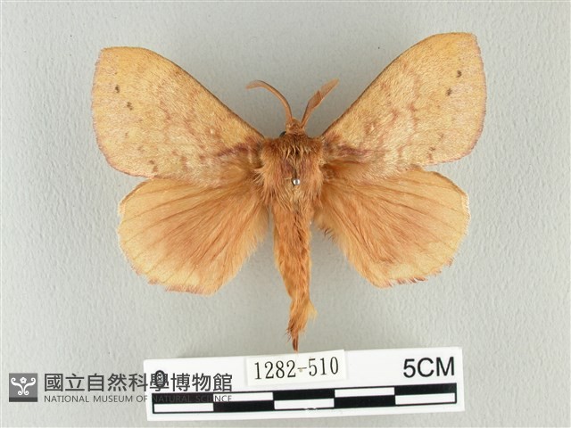 波紋枯葉蛾藏品圖，第1張