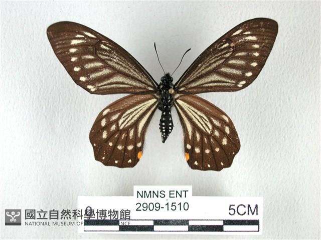 黃星斑鳳蝶藏品圖，第1張