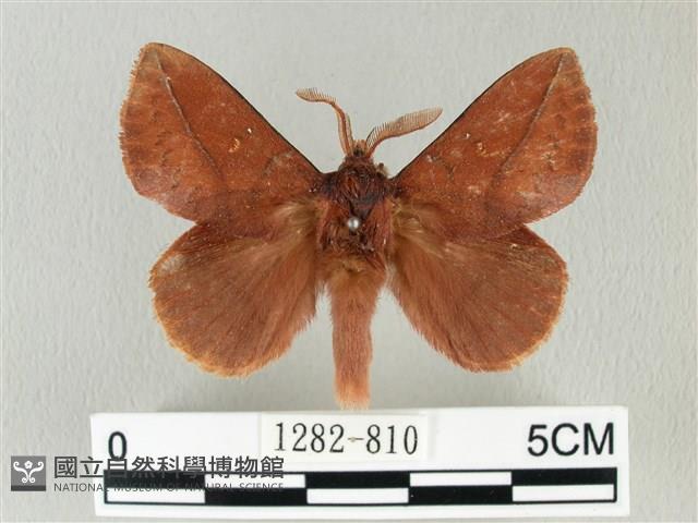 棕斜帶枯葉蛾藏品圖，第1張