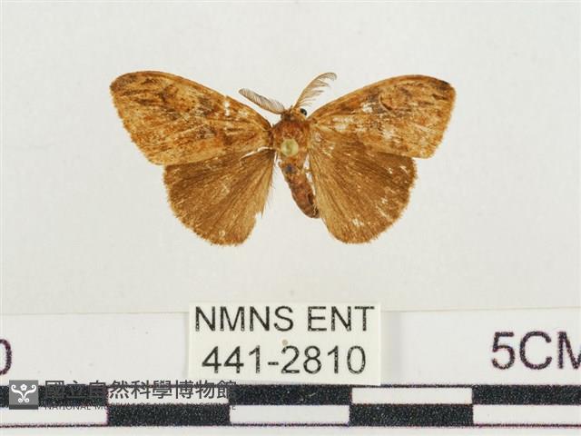 小白紋毒蛾藏品圖，第1張