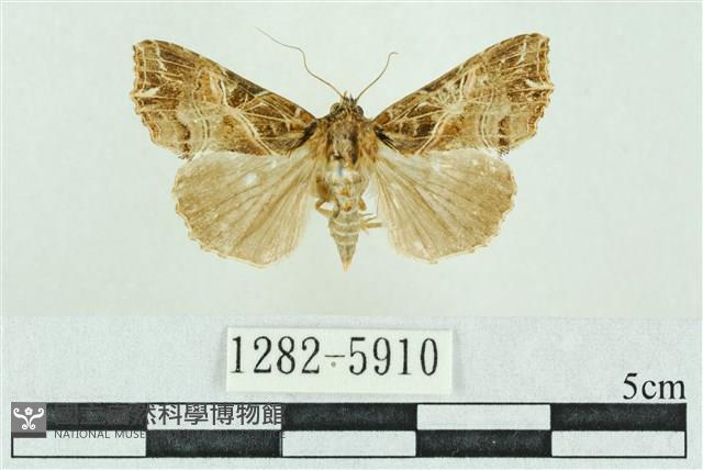 粉紅帶散紋夜蛾藏品圖，第1張