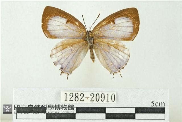 漣紋青灰蝶藏品圖，第1張
