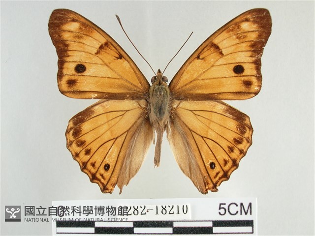金鎧蛺蝶藏品圖，第1張