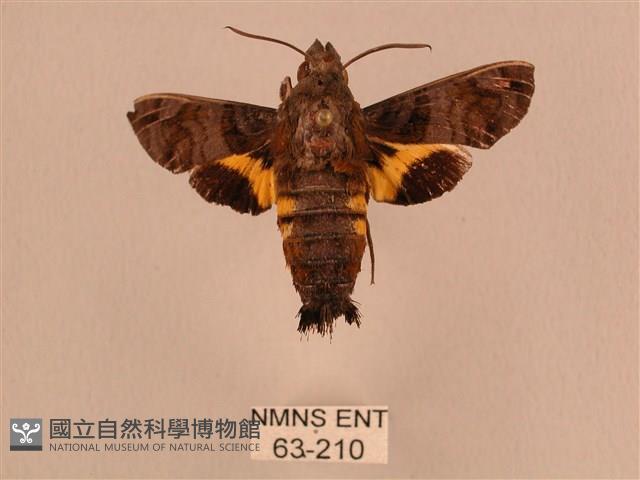 黃斑長喙天蛾藏品圖，第1張