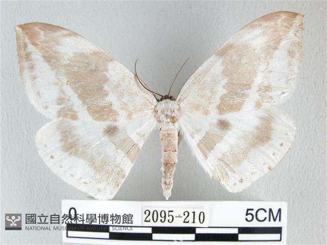 圓翅大鉤蛾藏品圖，第1張