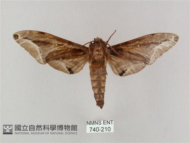 白點天蛾 藏品圖，第1張