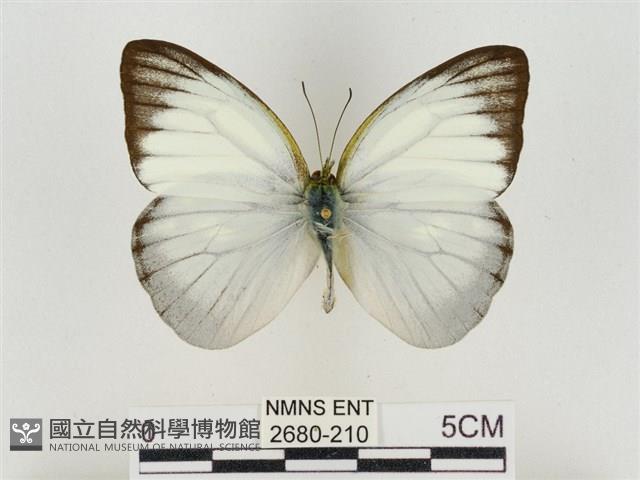 淡褐脈粉蝶藏品圖，第1張