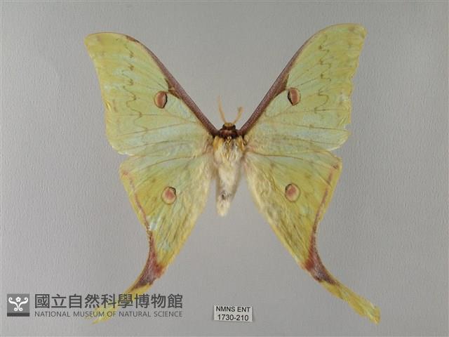 臺灣長尾水青蛾藏品圖，第1張