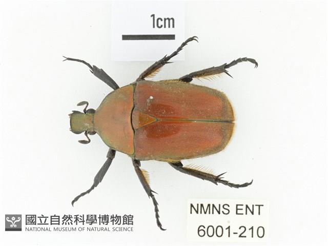 毛翅騷金龜藏品圖，第1張