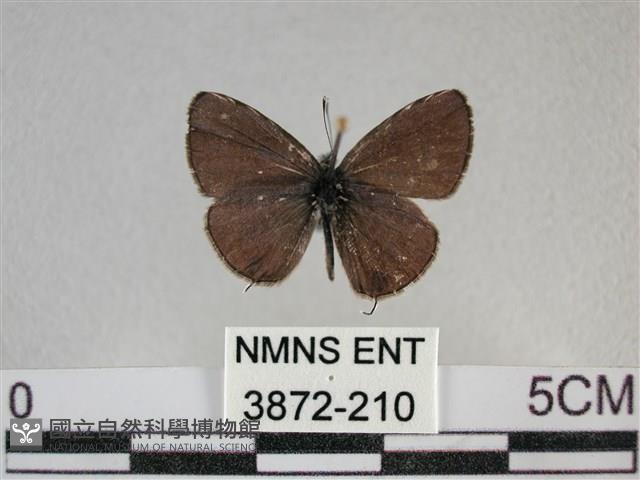 波灰蝶藏品圖，第1張