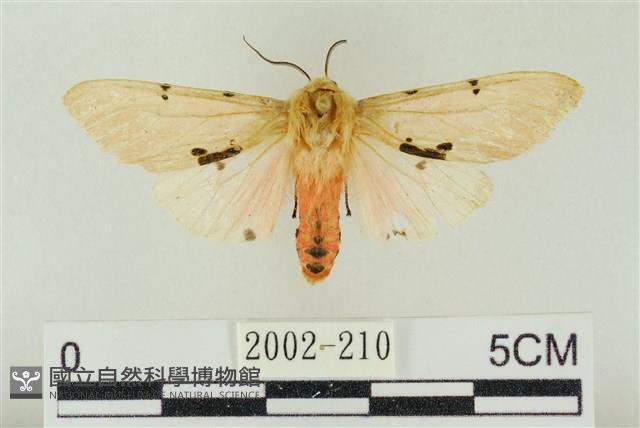 棍棒污燈蛾藏品圖，第1張