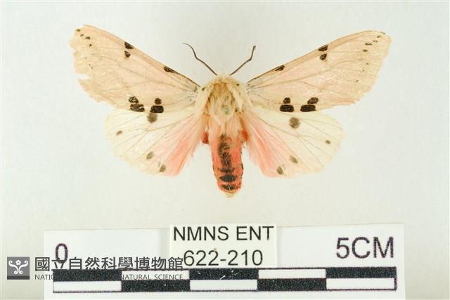 棍棒污燈蛾藏品圖，第1張