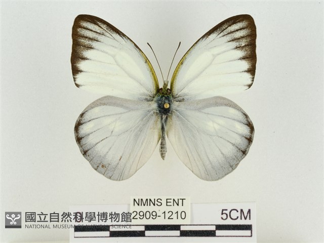 淡褐脈粉蝶藏品圖，第1張