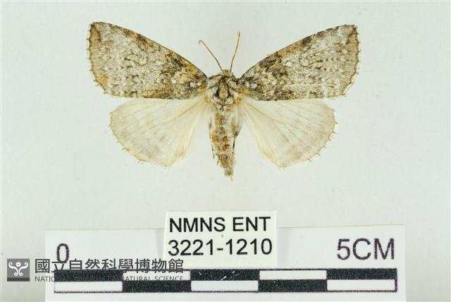 臺灣銀斑異波紋蛾藏品圖，第1張