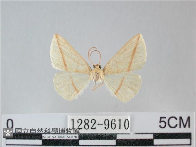 澄線尺蛾藏品圖，第1張
