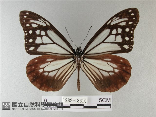 大絹斑蝶藏品圖，第1張