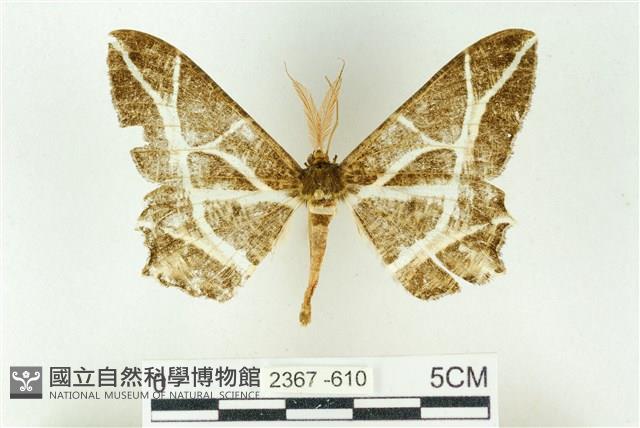 樹形尺蛾藏品圖，第1張