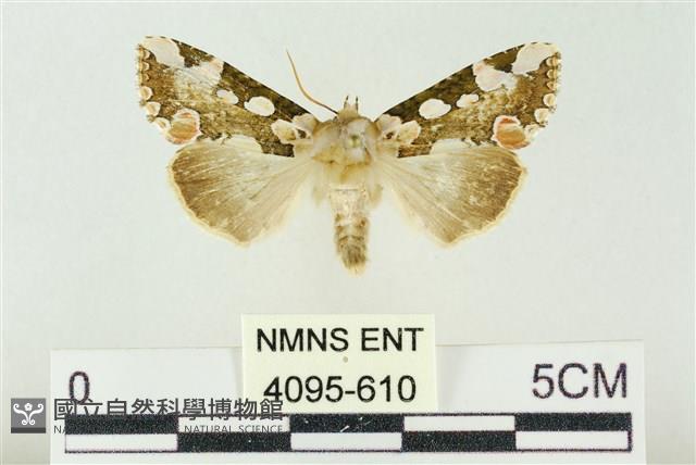 連珠波紋蛾藏品圖，第1張