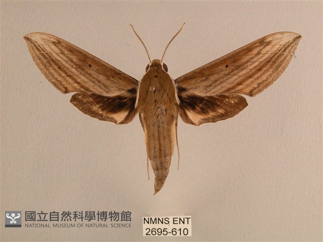 背線天蛾藏品圖，第1張