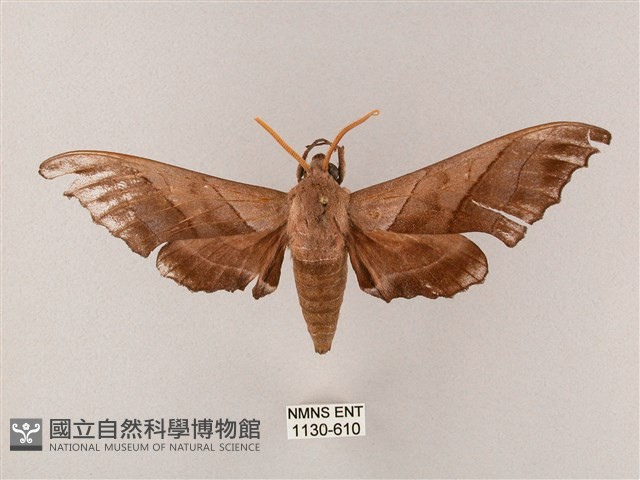 齒翅三線天蛾藏品圖，第1張